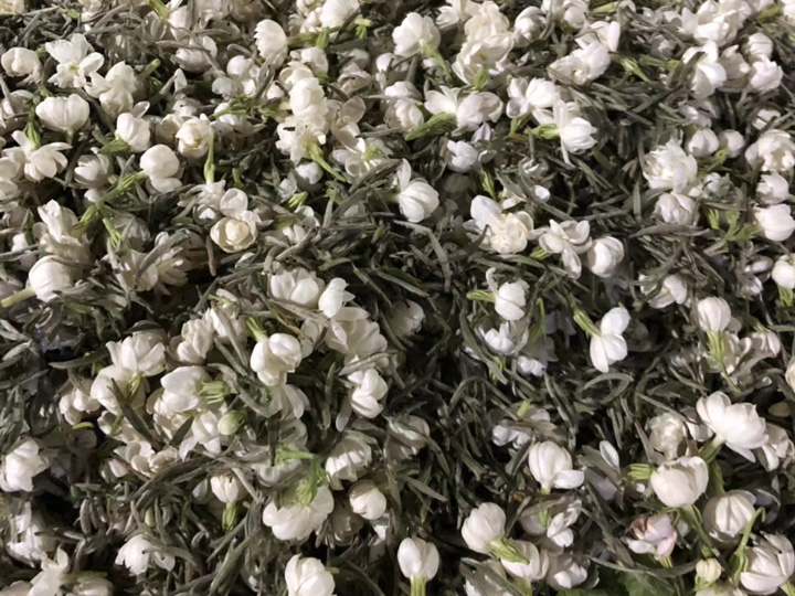广西横县茉莉雪芽多少钱一斤